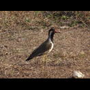 Ein lautstarker Vogel
